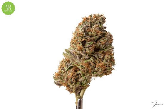 Picture of Cherry Diesel Flower